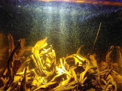 白子銀版魚苗飼料自制方法，白子銀版魚苗飼料品牌推薦，觀賞魚飼料營養(yǎng)成分解析 龍魚百科 第3張