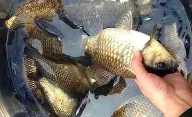 白子銀版魚苗飼料自制方法，白子銀版魚苗飼料品牌推薦，觀賞魚飼料營養(yǎng)成分解析 龍魚百科 第4張