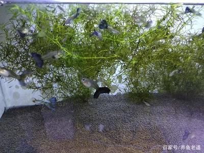 白子銀版魚苗飼料自制方法，白子銀版魚苗飼料品牌推薦，觀賞魚飼料營養(yǎng)成分解析 龍魚百科 第5張