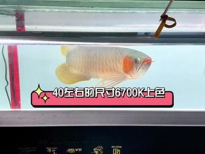 龍魚上色燈原放在什么位置更好，關(guān)于龍魚上色燈的一些建議