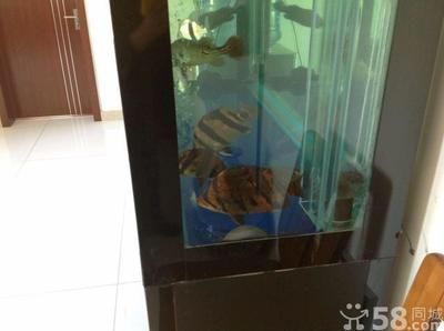 天津其他配魚，天津觀賞魚市場 龍魚百科 第2張