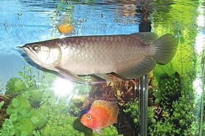 50厘米銀龍魚吃什么飼料最好，喂食銀龍魚有哪些常見的錯誤做法-銀龍魚有哪些常見的錯誤做法