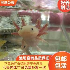 六角恐龍魚多少錢一只？，六角恐龍魚多少錢一條 龍魚百科 第4張