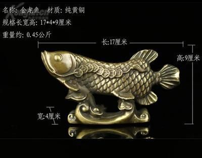 金龍魚尺寸怎么量，如何確定金龍魚的尺寸？ 龍魚百科 第4張