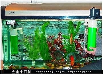 魚缸有不用換水的嗎圖片欣賞，生態(tài)魚缸內(nèi)部結(jié)構(gòu)圖解 龍魚百科 第5張