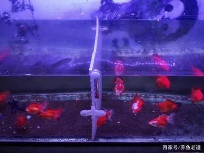 魚缸天天換水好嗎，如何正確維護魚缸水質 龍魚百科 第6張