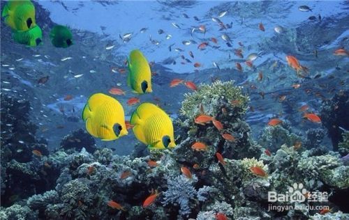 魚缸魚好養(yǎng)嗎，如何維護(hù)魚缸水質(zhì)適合初學(xué)者的魚種 龍魚百科 第6張