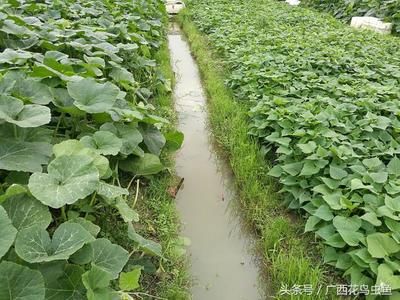 金龍魚養(yǎng)殖基地地址，金龍魚養(yǎng)殖基地的地址 龍魚百科 第5張