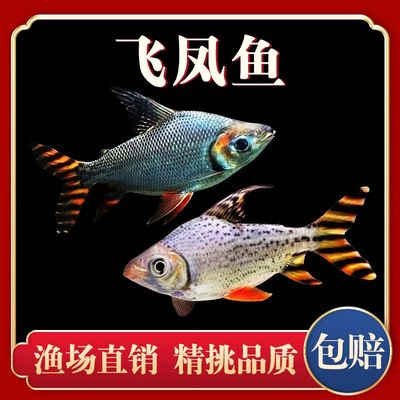 龍魚搭配泰國(guó)鯽的好處是什么，龍魚搭配泰國(guó)鯽的優(yōu)勢(shì) 龍魚百科 第2張