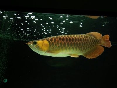 龍魚搭配泰國(guó)鯽的好處是什么，龍魚搭配泰國(guó)鯽的優(yōu)勢(shì) 龍魚百科 第5張