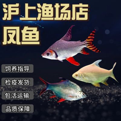 龍魚搭配泰國(guó)鯽的好處是什么，龍魚搭配泰國(guó)鯽的優(yōu)勢(shì) 龍魚百科 第4張