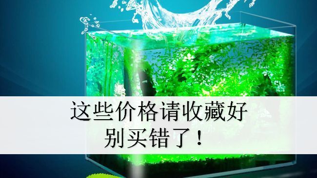 玻璃魚缸多少錢一個(gè)，超白玻璃魚缸品牌對(duì)比及推薦如何辨別魚缸質(zhì)量魚缸定制服務(wù)流程 龍魚百科 第4張