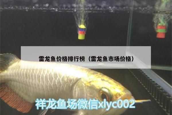 雷龍魚貴不貴怎么看，如何判斷雷龍魚價(jià)格和品質(zhì)