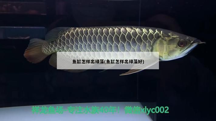 各類龍魚(yú)燈測(cè)評(píng)，如何選擇龍魚(yú)燈 龍魚(yú)百科 第4張