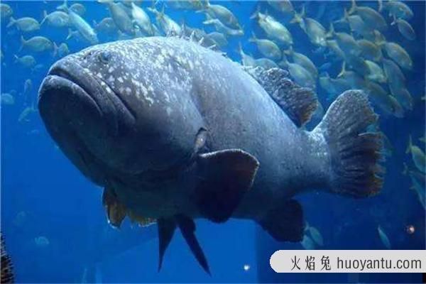 世界最大的龍魚(yú)，世界上最大的龍魚(yú)