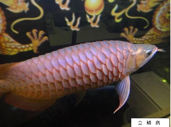 龍魚(yú)立鱗病快速治療方法是什么，龍魚(yú)立鱗病快速治療方法