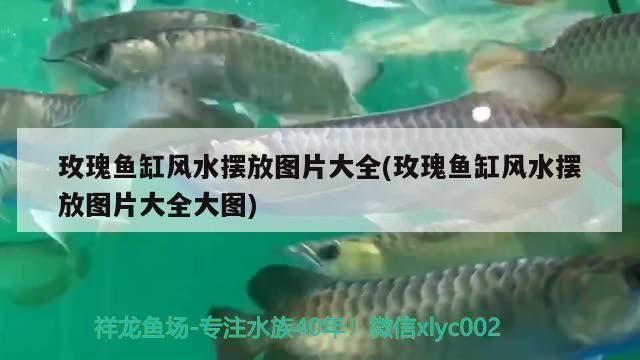 過背星點(diǎn)金龍魚，過背星點(diǎn)金龍魚市場價(jià)格走勢