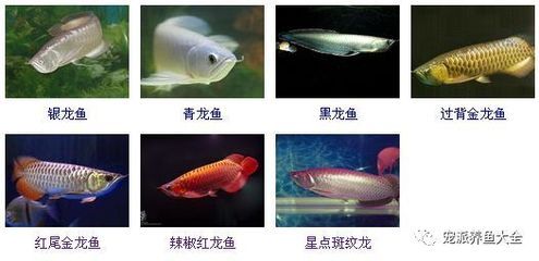 過背星點(diǎn)金龍魚，過背星點(diǎn)金龍魚市場(chǎng)價(jià)格走勢(shì) 龍魚百科 第4張