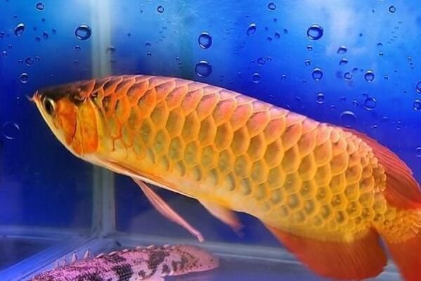 金龍魚魚苗價格多少錢一只 龍魚百科 第2張