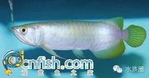 龍魚圖鑒，同種類的龍魚圖鑒 龍魚百科 第4張