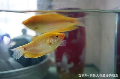 紅龍魚年齡怎么看好壞，如何判斷紅龍魚的年齡 龍魚百科 第3張