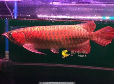 龍魚十大漁場排名，