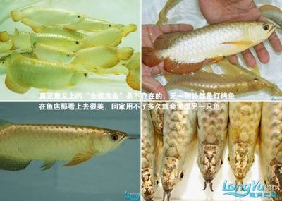 溫州龍魚放生時間安排最新，放生溫州龍魚的最佳時間 水族問答