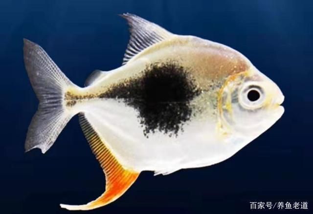 龍魚缸能養(yǎng)小魚嗎 龍魚百科 第5張