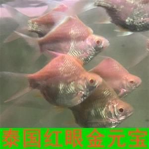 白化紅龍魚，白化紅龍魚與白化紅龍魚市場行情如何辨別優(yōu)質(zhì)白化紅龍魚 龍魚百科 第4張