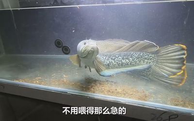 巴卡雷龍魚(yú)能長(zhǎng)多大的魚(yú)，巴卡雷龍魚(yú)是一種大型觀賞魚(yú)類，體長(zhǎng)可達(dá)70厘米