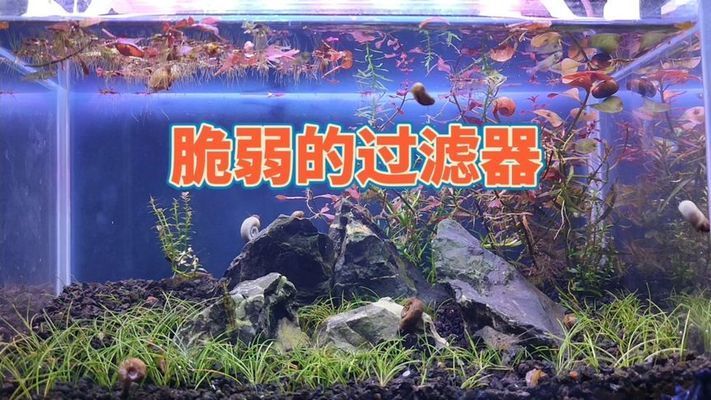 家庭魚缸過濾器要一直開著嗎，家庭魚缸過濾器是否需要一直開啟