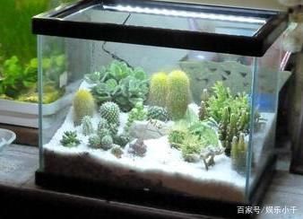 家庭魚缸過濾器要一直開著嗎，家庭魚缸過濾器是否需要一直開啟 龍魚百科 第5張