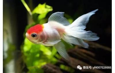 哪個(gè)魚缸好，超白玻璃魚缸的價(jià)格范圍 龍魚百科 第1張