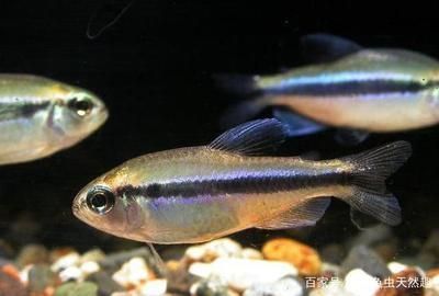 哪個(gè)魚缸好，超白玻璃魚缸的價(jià)格范圍 龍魚百科 第3張