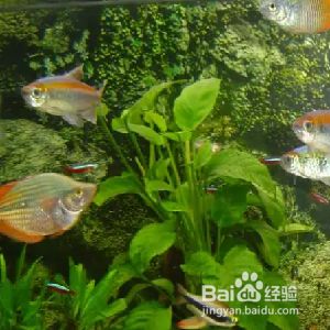 如何保持魟魚飼養(yǎng)水質(zhì)清潔，關于[需手動填充]魚飼養(yǎng)的幾個重要措施 龍魚百科 第5張