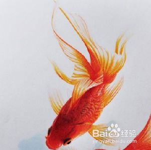 魚缸養(yǎng)魚用什么水養(yǎng)最好小金魚需要照明燈嗎，金魚適宜水溫范圍如何自制魚缸中和液金魚對(duì)光照周期需求指南