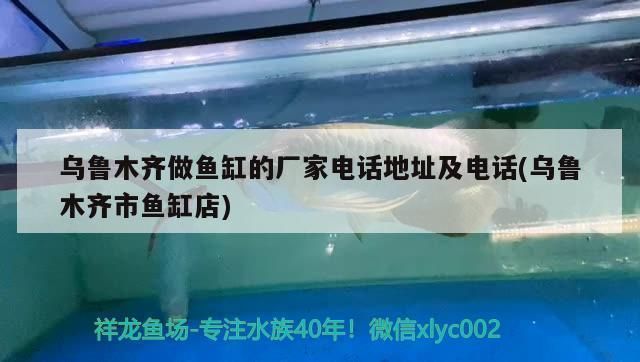 烏魯木齊其他配魚，烏魯木齊水族市場最新動態(tài)：烏魯木齊水族市場最新動態(tài) 龍魚百科 第4張