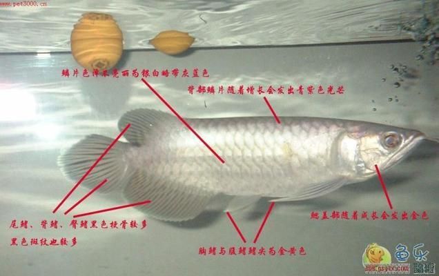 觀賞魚種類龍魚，飼養(yǎng)龍魚需要注意以下五種方面，龍魚飼養(yǎng)技巧有哪些