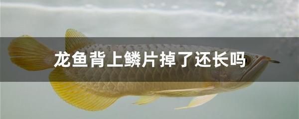 關(guān)于龍魚的文案，觀賞魚中的佼佼者 龍魚百科 第3張