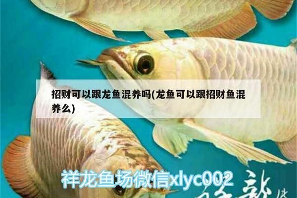 黑云魚繁殖期飼料選擇，黑云魚繁殖期飼料選擇指南