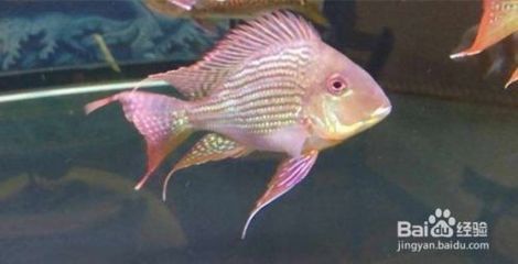 武漢進(jìn)口元寶鳳凰魚，武漢水族市場特色魚類介紹 元寶鳳凰魚百科 第3張