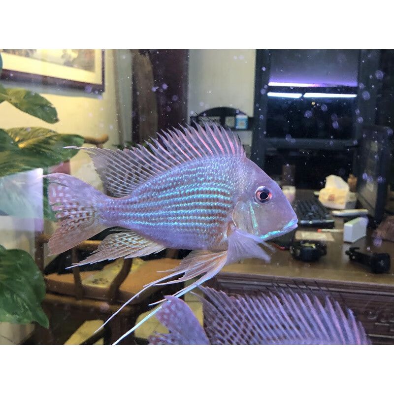 武漢進(jìn)口元寶鳳凰魚，武漢水族市場特色魚類介紹 元寶鳳凰魚百科 第5張