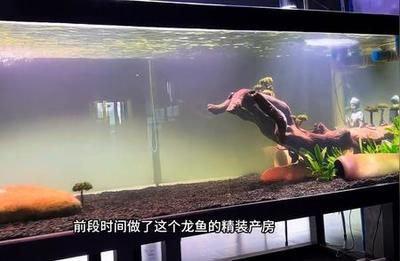 龍魚搭配清缸魚好嗎怎么養(yǎng)，