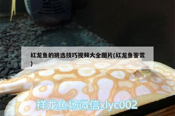 紅龍魚品相圖解視頻，紅龍魚品相圖解視頻介紹