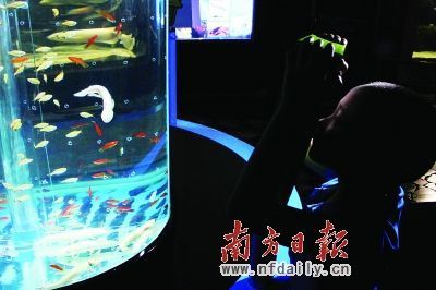 六角恐龍魚一起養(yǎng)，六角恐龍魚可以與什么魚混養(yǎng) 龍魚百科 第1張