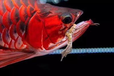 紅龍魚喂食量，