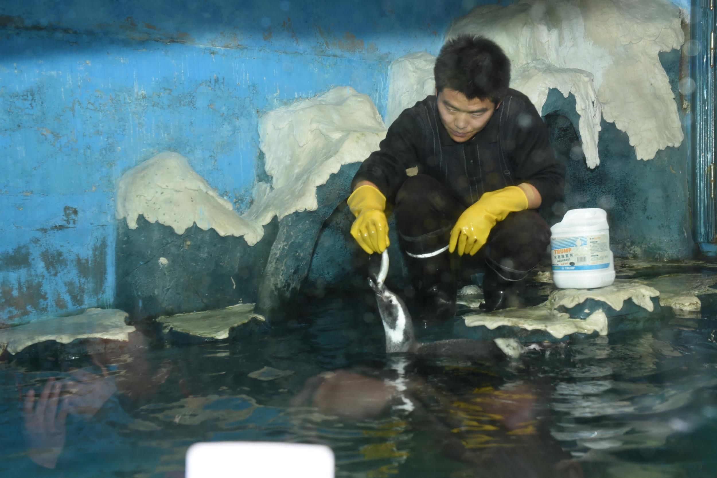 沈陽進口元寶鳳凰魚，元寶鳳凰魚的飼養(yǎng)技巧 元寶鳳凰魚百科 第2張