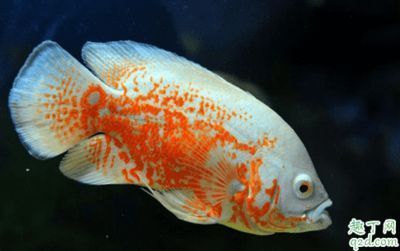 龍魚(yú)和招財(cái)魚(yú)能一起飼養(yǎng)嗎，龍魚(yú)與招財(cái)魚(yú)能否共同飼養(yǎng) 龍魚(yú)百科 第4張