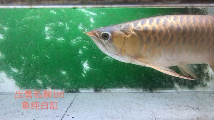 龍魚(yú)有哪些，亞洲龍魚(yú)、美洲龍魚(yú)、澳洲龍魚(yú)和非洲龍魚(yú)四個(gè)大類(lèi)