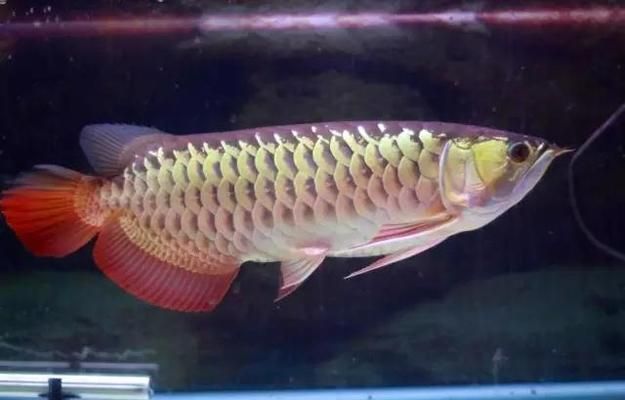 龍魚(yú)有哪些，亞洲龍魚(yú)、美洲龍魚(yú)、澳洲龍魚(yú)和非洲龍魚(yú)四個(gè)大類(lèi)